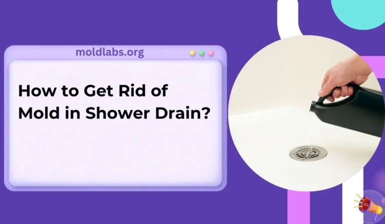 How to Get Rid of Mold in Shower Drain