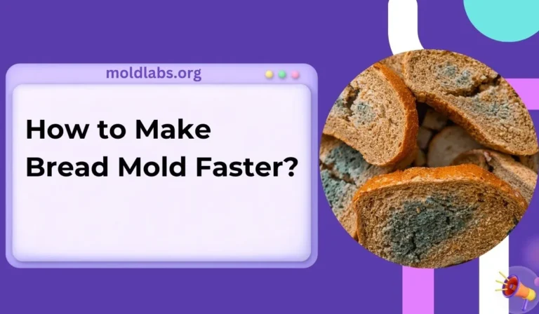 How to Make Bread Mold Faster