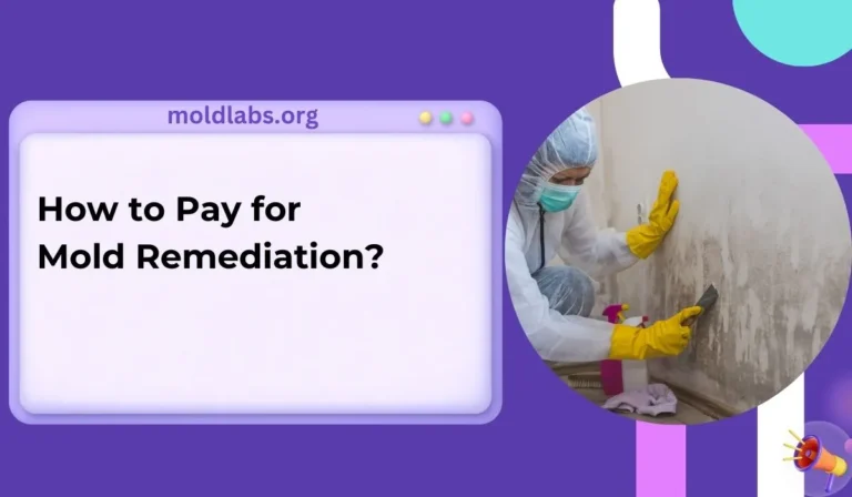 How to Pay for Mold Remediation