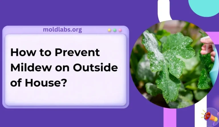 How to Prevent Mildew on Outside of House