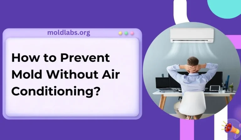 How to Prevent Mold Without Air Conditioning