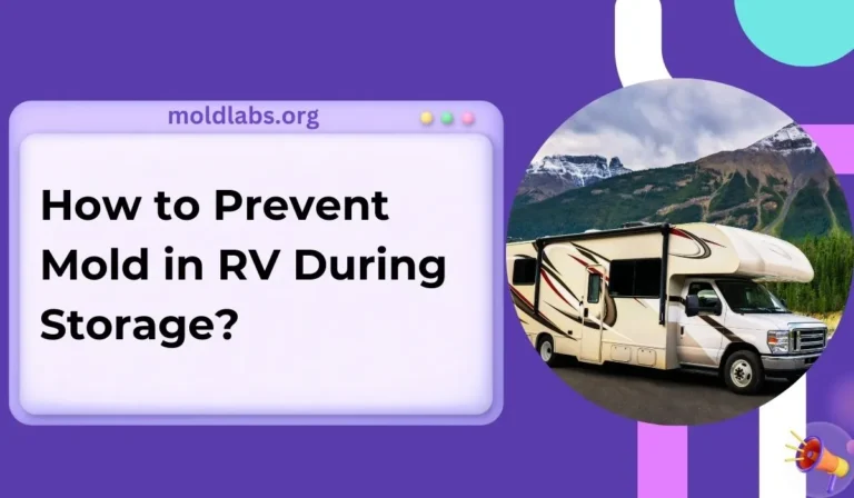 How to Prevent Mold in RV During Storage