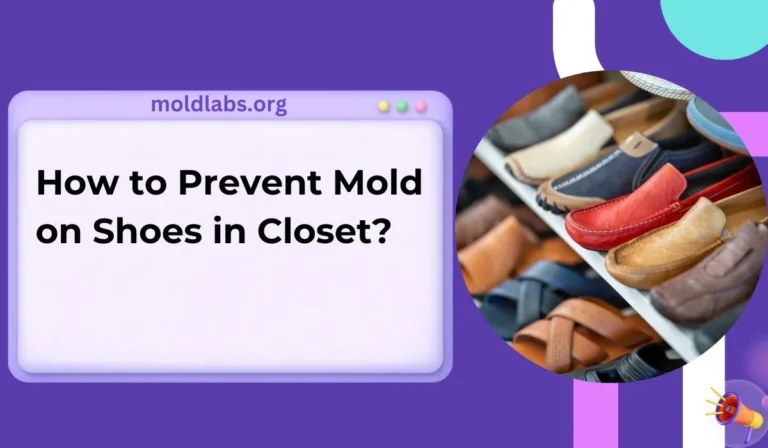 How to Prevent Mold on Shoes in Closet