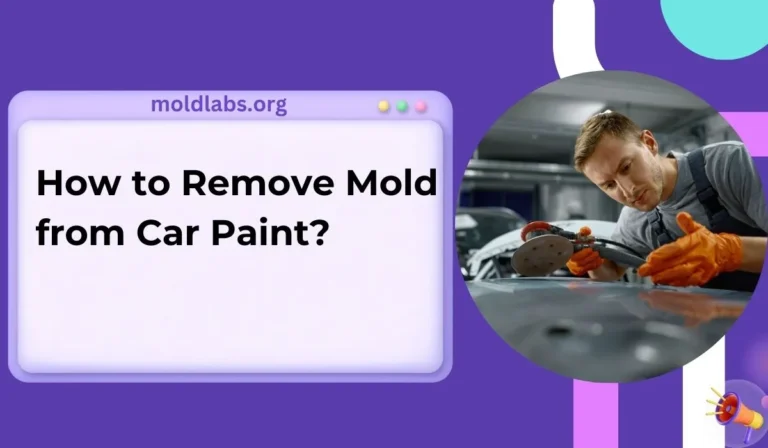 How to Remove Mold from Car Paint