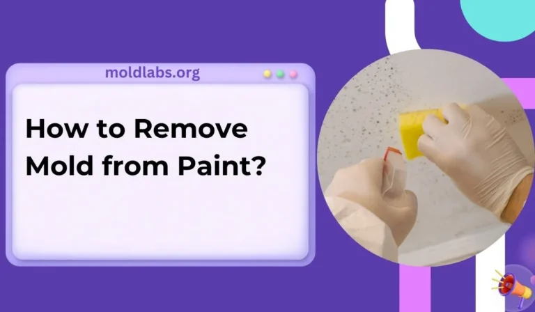 How to Remove Mold from Paint