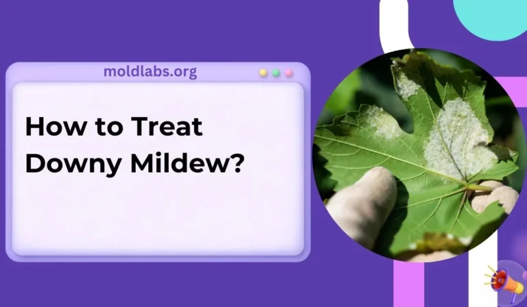 How to Treat Downy Mildew