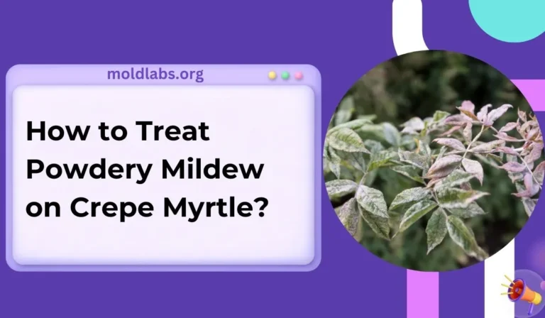 How to Treat Powdery Mildew on Crepe Myrtle