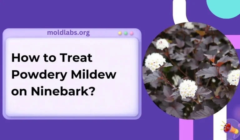 How to Treat Powdery Mildew on Ninebark