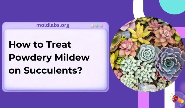 How to Treat Powdery Mildew on Succulents