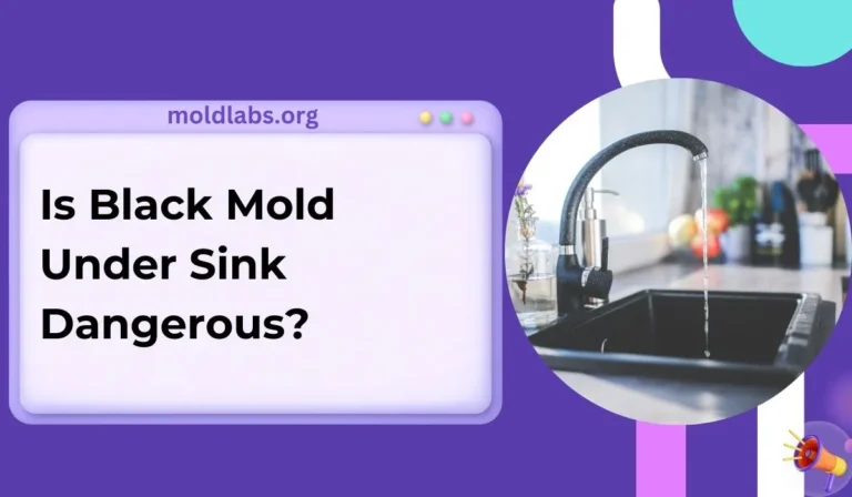 Is Black Mold Under Sink Dangerous