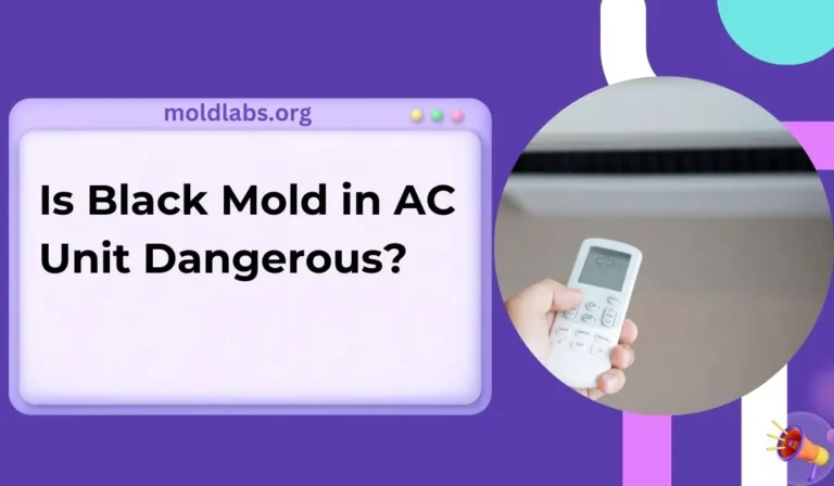 Is Black Mold in AC Unit Dangerous