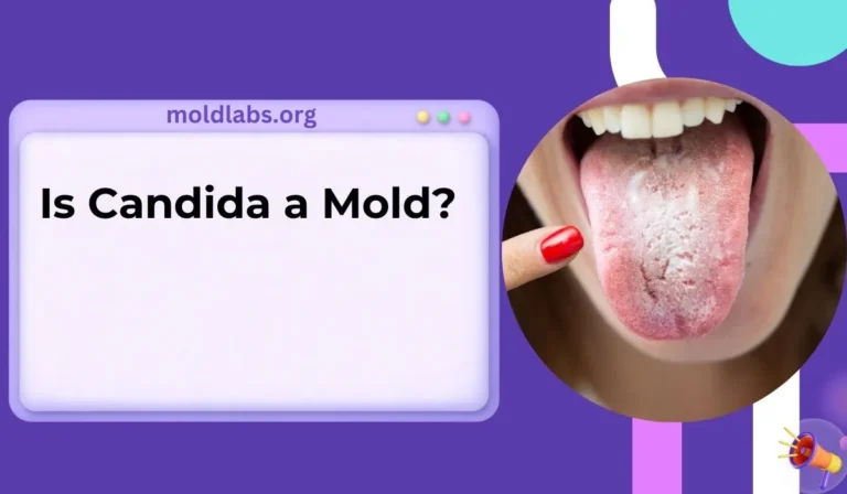 Is Candida a Mold