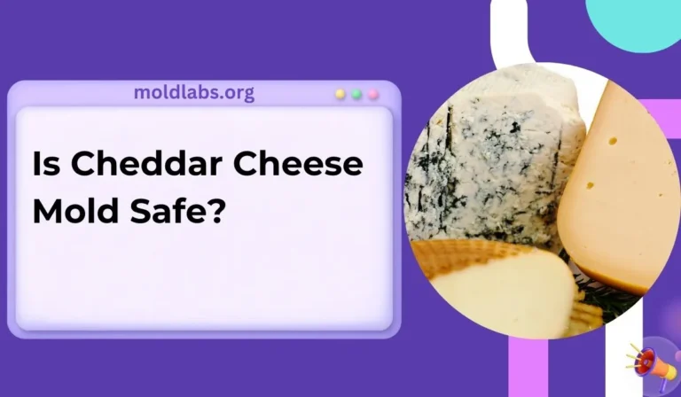 Is Cheddar Cheese Mold Safe