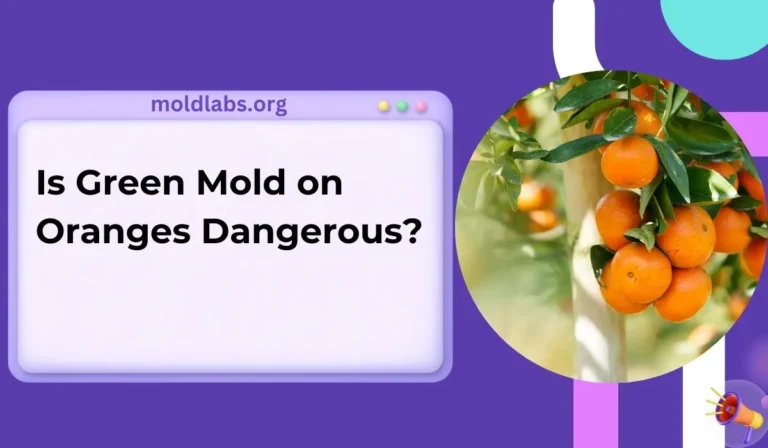 Is Green Mold on Oranges Dangerous