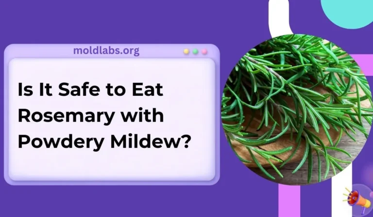 Is It Safe to Eat Rosemary with Powdery Mildew