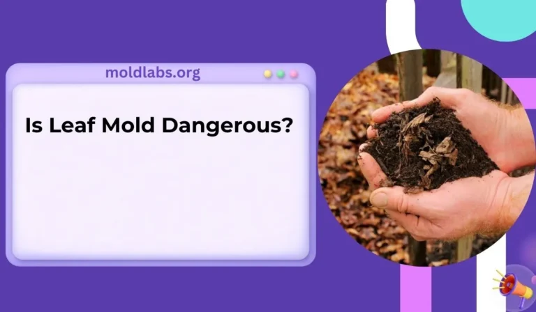 Is Leaf Mold Dangerous