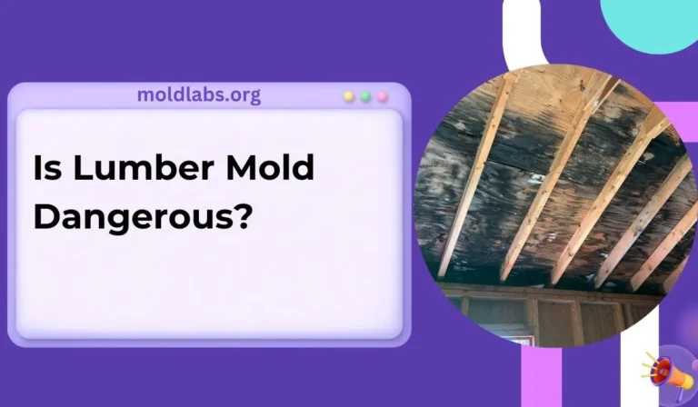 Is Lumber Mold Dangerous