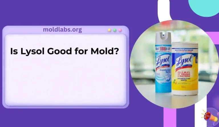 Is Lysol Good for Mold