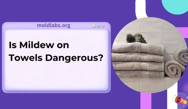 Is Mildew on Towels Dangerous