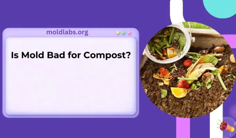 Is Mold Bad for Compost