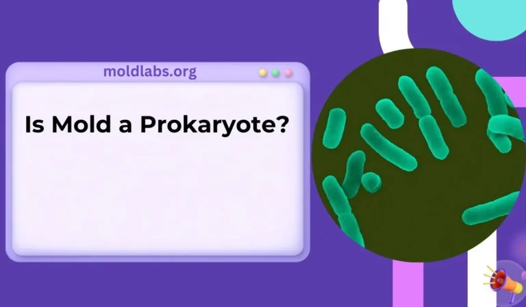 Is Mold a Prokaryote