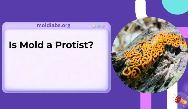 Is Mold a Protist