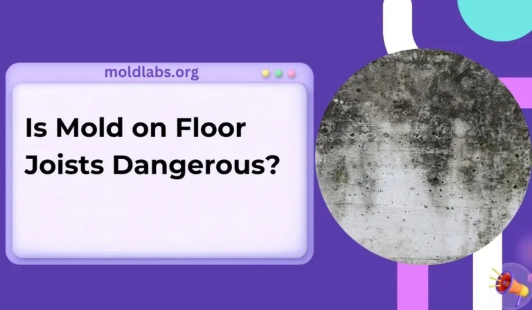 Is Mold on Floor Joists Dangerous