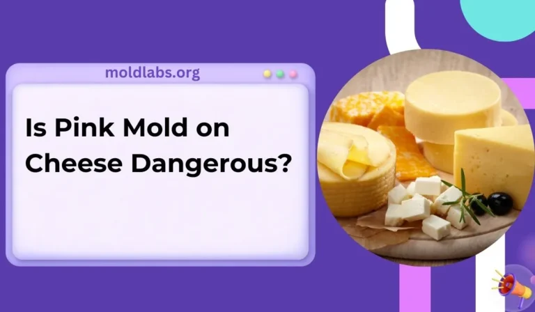 Is Pink Mold on Cheese Dangerous