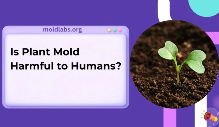 Is Plant Mold Harmful to Humans