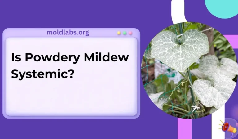 Is Powdery Mildew Systemic