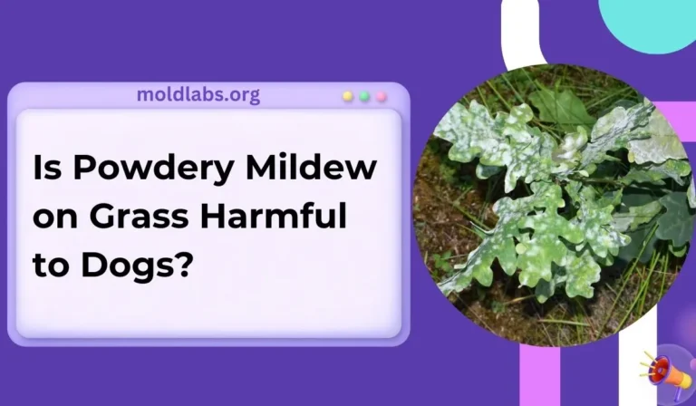 Is Powdery Mildew on Grass Harmful to Dogs