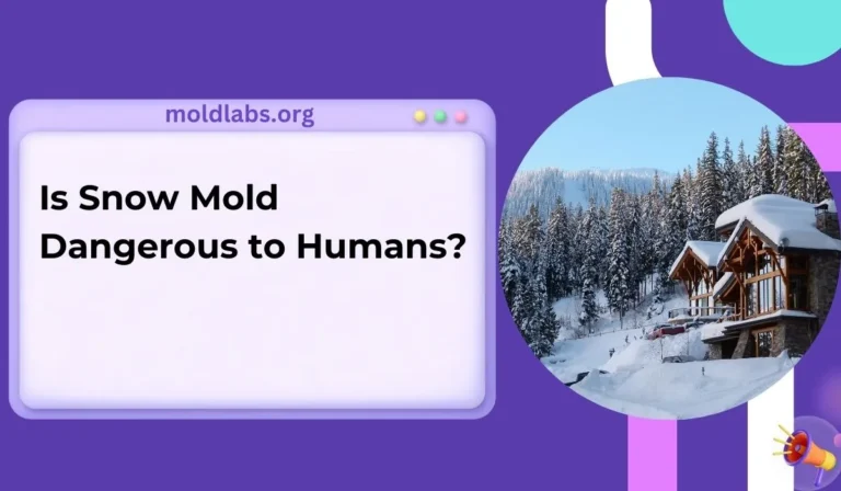 Is Snow Mold Dangerous to Humans