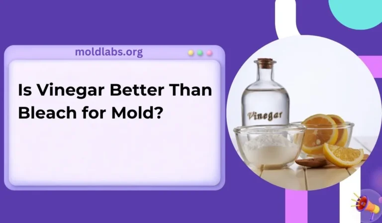 Is Vinegar Better Than Bleach for Mold