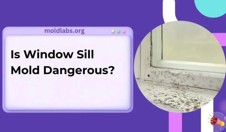 Is Window Sill Mold Dangerous