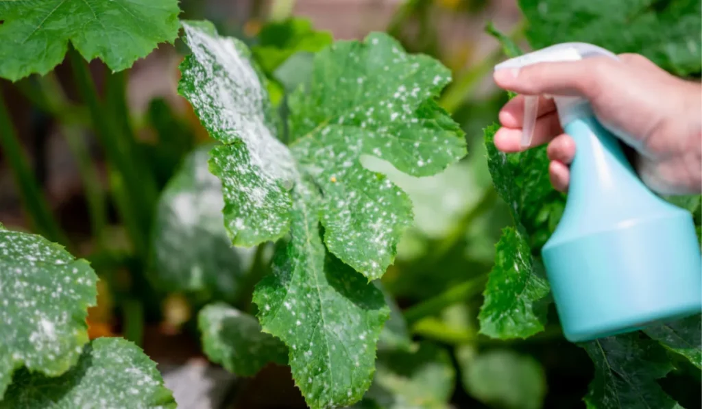 Preventing Mildew and Its Smell from Returning