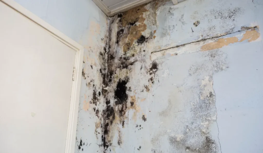 Prevention and Remediation of Mold