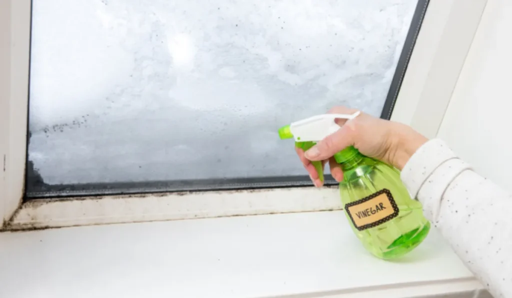 Top Mold Killer Options on the Market