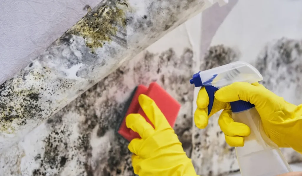 Understanding Concrobium Mold Control