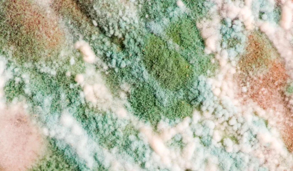 Understanding Mold and Its Challenges