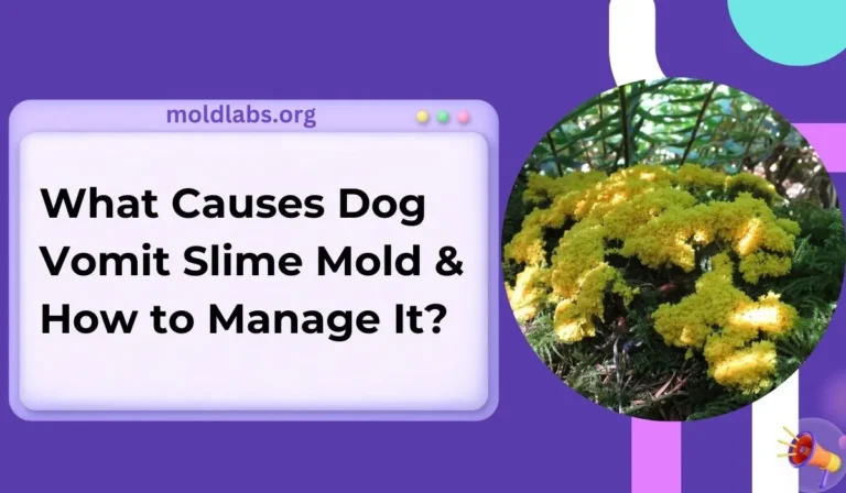 What Causes Dog Vomit Slime Mold & How to Manage It