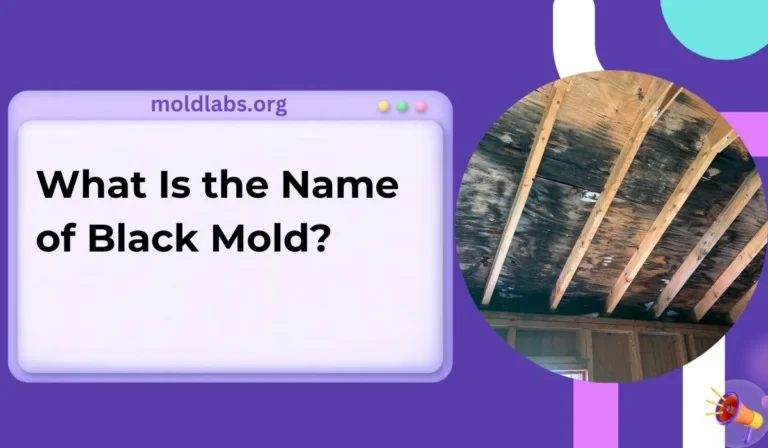 What Is the Name of Black Mold