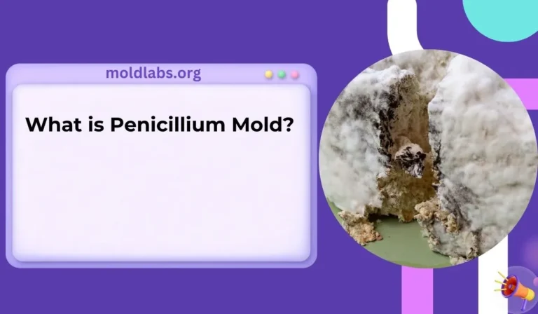 What is Penicillium Mold