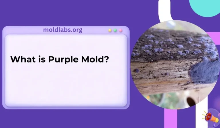 What is Purple Mold