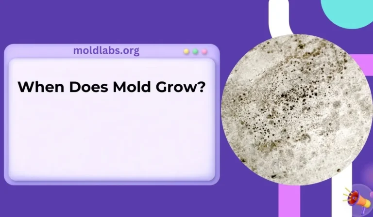 When Does Mold Grow