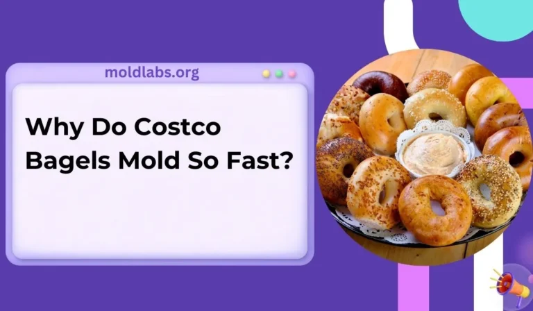 Why Do Costco Bagels Mold So Fast