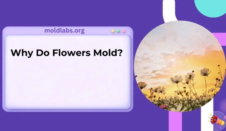 Why Do Flowers Mold