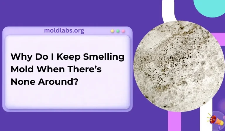 Why Do I Keep Smelling Mold When There’s None Around?