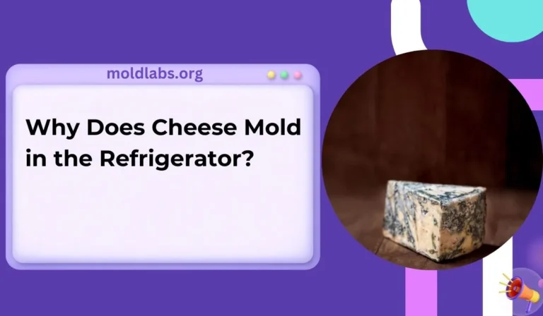 Why Does Cheese Mold in the Refrigerator