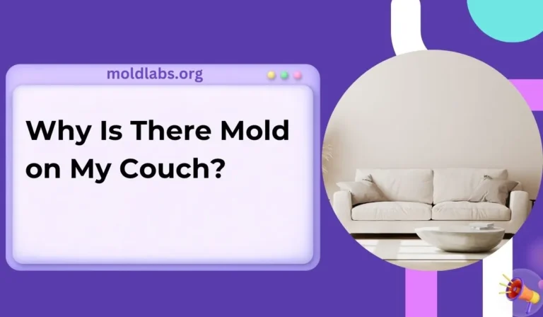 Why Is There Mold on My Couch