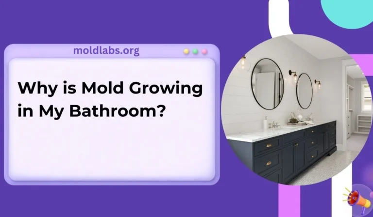 Why is Mold Growing in My Bathroom